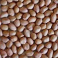 Ground nut